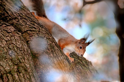 Close-up shot of the Red Squirrel photo