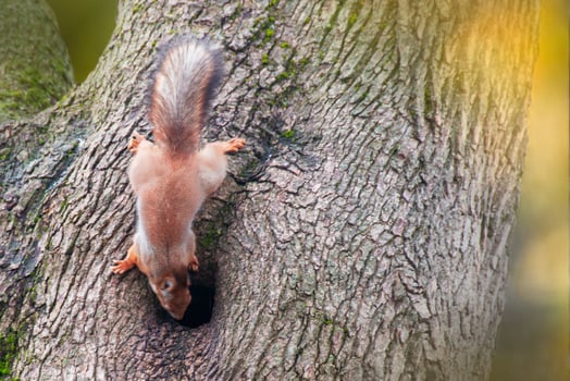 Close-up shot of the Red Squirrel photo