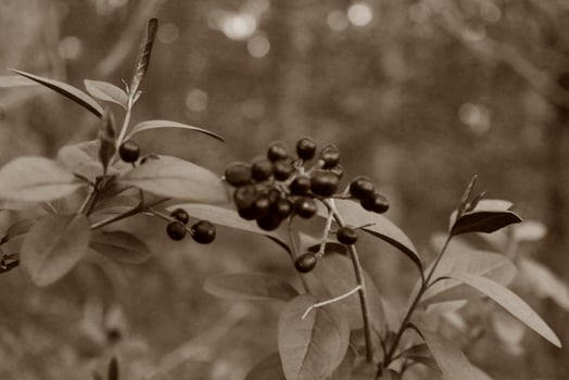simple plant theme photo
