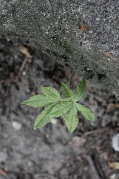 simple plant theme photo