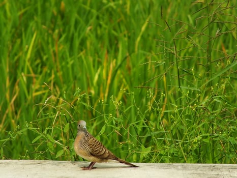 wild bird zebra dove Geopelia striata looking for food against the background of green rice fields. In Indonesia this bird is comonly called Perkutut. photo