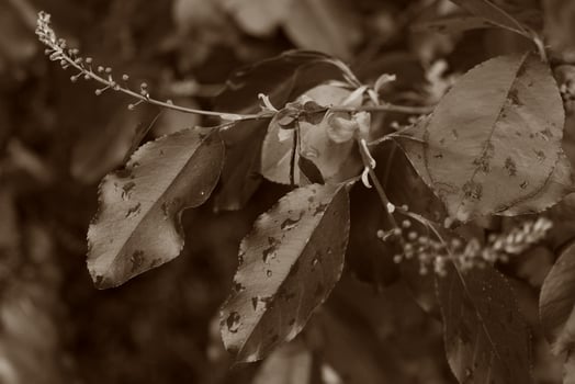 spring plant theme photo