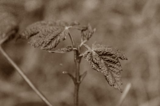 plant theme background photo