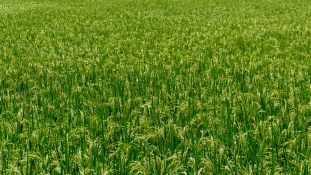 Landscape of paddy rice field at the sunny day. Green rice field at windy day photo