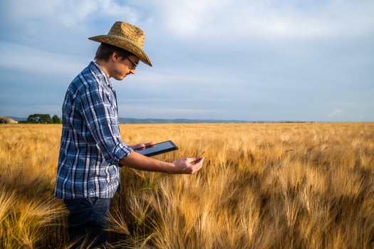 Portrait of happy farmer in his wheat field. He is examining crops. photo