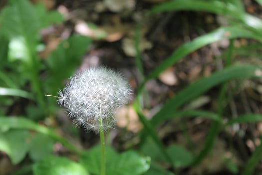 plant theme background photo
