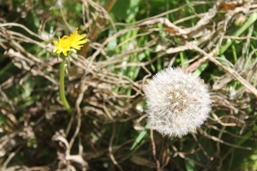 plant theme background photo