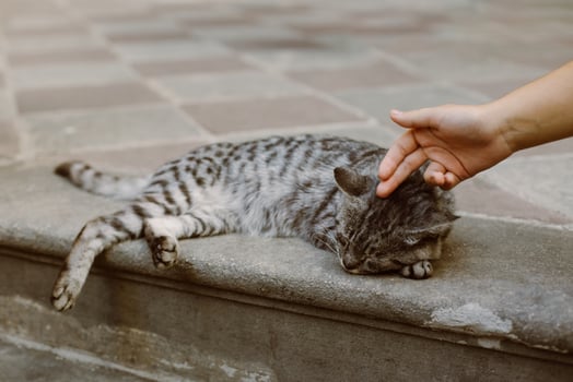Cute tabby grey cat on a street of Kotor old town, Montenegro. photo