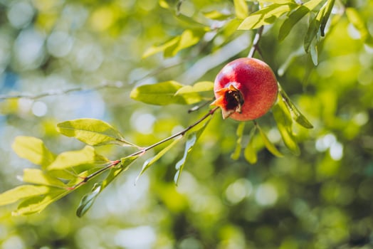 Branch with a ripe pomegranate in a garden on a sunny day. photo