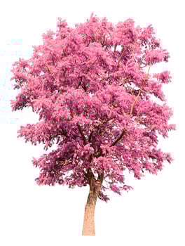 Pink Tree Isolated On White Background photo