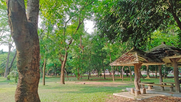 Wonderful View of green trees in forest photo