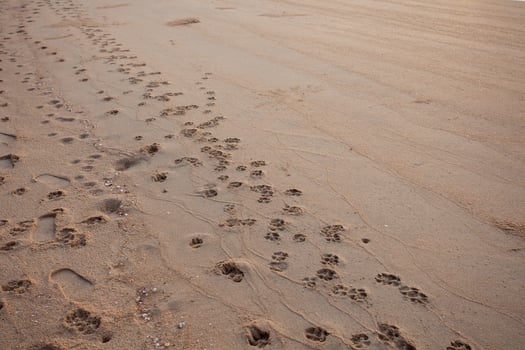 Dog footprints stretch on the beach. photo