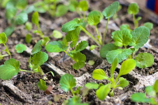 Seedlings of viola flowers in garden pots. photo