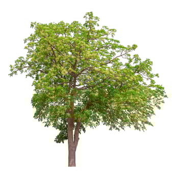 Lush Green Tree Isolated on White photo