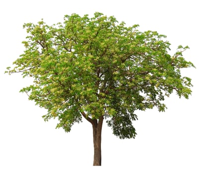 Green Tree Isolated On White Background photo