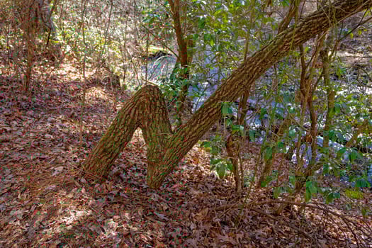 Oddly shaped tree photo