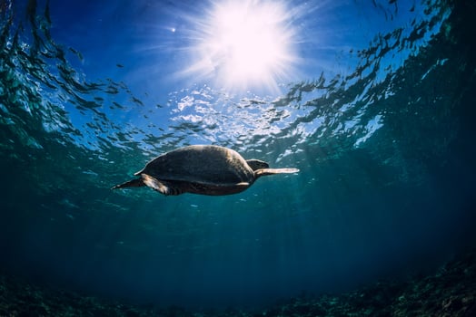 Green sea turtle swims underwater in tropical sea photo