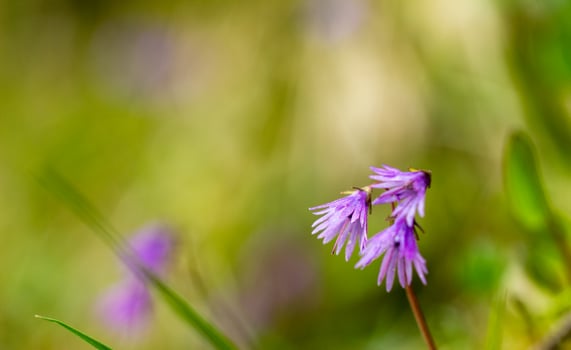 a small purple flower is growing in forest meadow photo