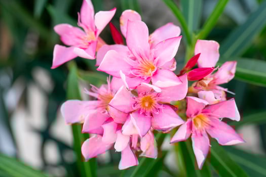 Pink flower of Nerium oleander on the tree. Background glows from orange and pink artificial lighting. photo
