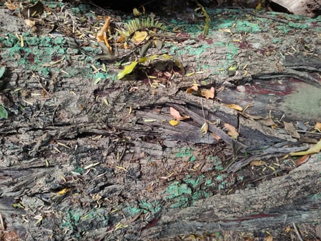 close up texture of dry dead wood suitable for environmental illustrations photo