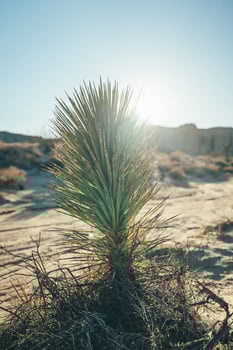 Mojave desert plant on the road in the desert in California USA photo