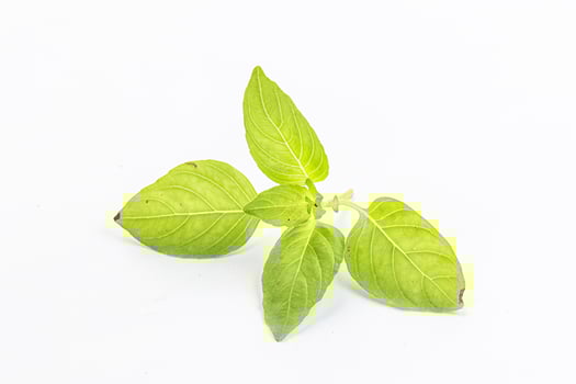 Raw green basil leaves seasoning photo
