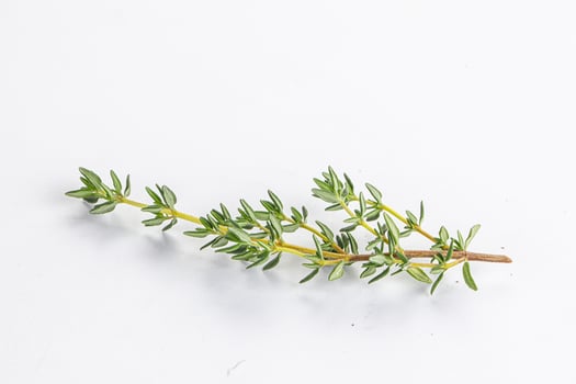 Aroma seasoning thyme stem with leaves photo