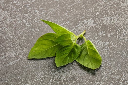 Raw green basil leaves seasoning photo