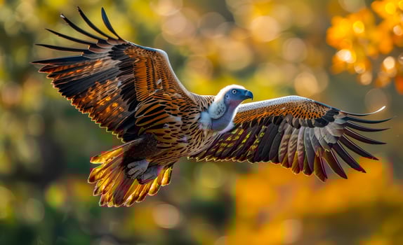 Griffon vulture flying in the forest photo