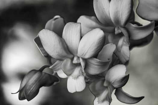 Black and white orchids for various designs photo