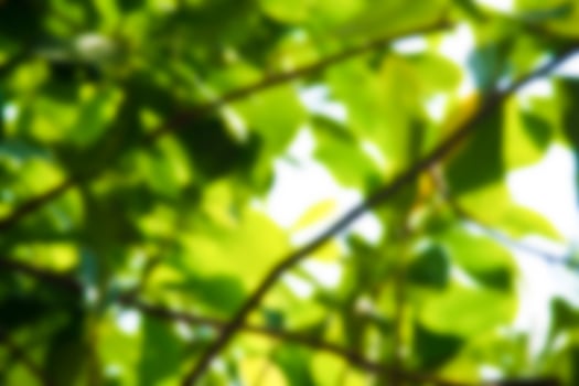 Blurred green nature background for design work photo