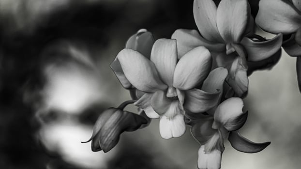 Black and white orchids for various designs photo