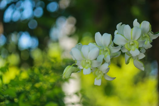 Beautiful white orchid natural background photo