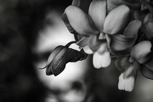 Black and white orchids for various designs photo