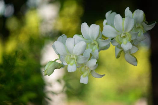 eautiful white orchid flowers nature background For various design work photo