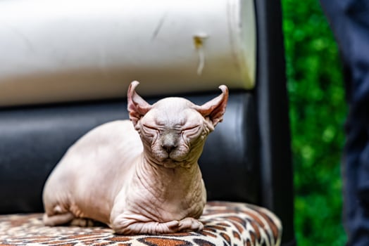 A sphynx cat is laying on a chair photo