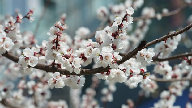 The beautiful pink and white flowers blooming in spring photo