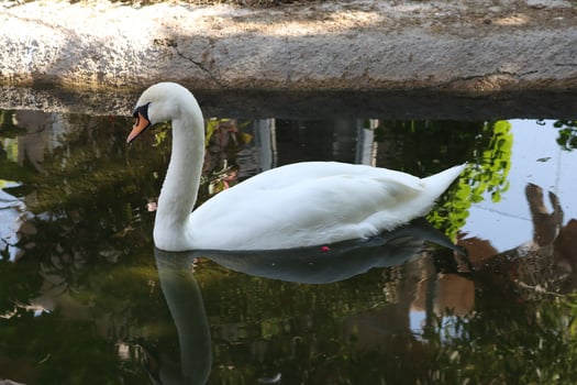 swan swim in small pool photo