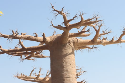 a large baobab tree with no leaves photo