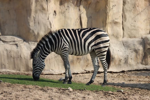 zebra with grass in the park photo