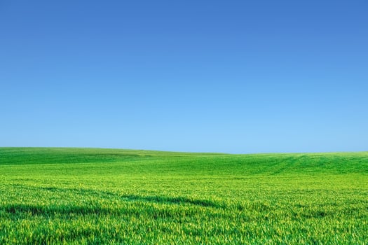 Vibrant Green Field Under Clear Blue Sky - Serene Landscape of Lush Grass and Open Horizon on a Sunny Day photo