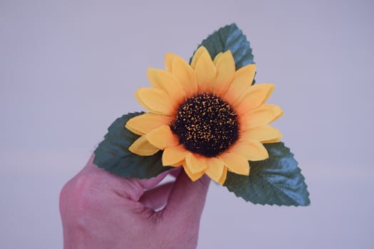 A person's hand gently holding a sunflower plant photo