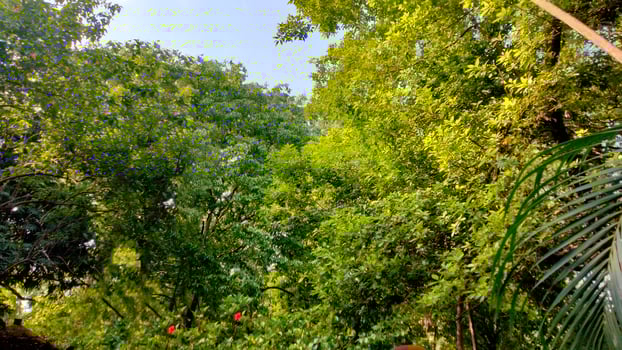 Landscape beautiful green forest photo