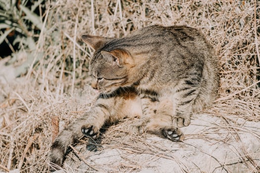 A cute happy grey tabby kitten lies and rests on the floor of the park in the rays of sunlight, looks at the camera, wiggles its ears and enjoys the morning sun. photo