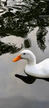 Large white heavy duck also known as America Pekin, Long Island Duck, Pekin Duck, Aylesbury Duck, Anas platyrhynchos domesticus photo