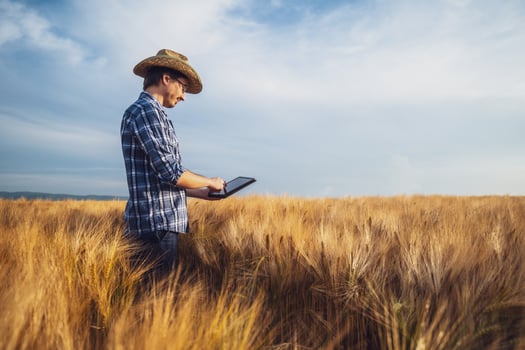Farmer standing in his wheat field. He is examining crops. photo