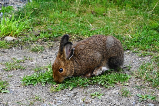 Wild brown snowshoe hare eating green grass close up. photo