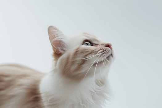 Curious Ragdoll Cat Looking Upward photo