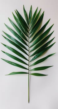 Single Green Palm Leaf Against White Background photo