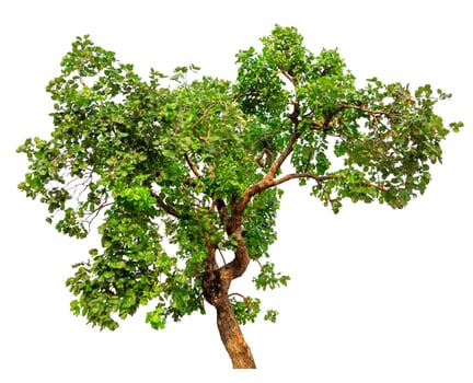 Green Tree Isolated On White Background photo